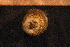  ( - Anthozoa 1341V)  @11 [ ] CreativeCommons - Attribution Non-Commercial Share-Alike (2015) Goteborg Natural History Museum Göteborg Natural History Museum