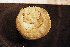  ( - Anthozoa 1349V)  @11 [ ] CreativeCommons - Attribution Non-Commercial Share-Alike (2015) Goteborg Natural History Museum Göteborg Natural History Museum