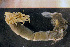  (Arachnactidae - Anthozoa 1433V)  @11 [ ] CreativeCommons - Attribution Non-Commercial Share-Alike (2015) Goteborg Natural History Museum Göteborg Natural History Museum