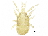  (Asca sp. JCS09 - BIOUG23947-B01)  @14 [ ] CreativeCommons - Attribution (2015) CBG Photography Group Centre for Biodiversity Genomics