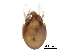  ( - BIOUG27744-A10)  @13 [ ] CreativeCommons - Attribution (2016) CBG Photography Group Centre for Biodiversity Genomics