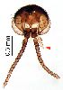  ( - 2022.05.17 Orfelia nemoralis (Kero2))  @11 [ ] CreativeCommons - Attribution Share-Alike (2025) Unspecified University of Lausanne