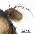 ( - 2022.05.17 Minettia fasciata (Laux3))  @11 [ ] CreativeCommons - Attribution Share-Alike (2025) Unspecified University of Lausanne