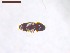  ( - SWOB007)  @11 [ ] Copyright (2019) Julia Mlynarek AAFC