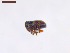  ( - SWOB020)  @11 [ ] Copyright (2019) Julia Mlynarek AAFC