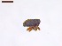  ( - SWOB022)  @11 [ ] Copyright (2019) Julia Mlynarek AAFC