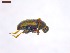  ( - SWOB111)  @11 [ ] Copyright (2019) Julia Mlynarek AAFC