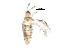  (Neohydatothrips annulipes - BIOUG24676-B01)  @13 [ ] CreativeCommons - Attribution (2016) CBG Photography Group Centre for Biodiversity Genomics