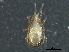  ( - BIOUG23954-C12)  @11 [ ] CreativeCommons - Attribution (2017) CBG Photography Group Centre for Biodiversity Genomics