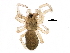  (Disembolus sp. 1GAB - BIOUG24572-A11)  @14 [ ] CreativeCommons - Attribution (2016) CBG Photography Group Centre for Biodiversity Genomics