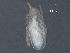  (Cunaxoides - BIOUG24574-D06)  @14 [ ] CreativeCommons - Attribution (2016) CBG Photography Group Centre for Biodiversity Genomics