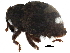  (Peracalles - BIOUG24679-D10)  @13 [ ] CreativeCommons - Attribution (2016) CBG Photography Group Centre for Biodiversity Genomics