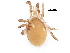  (Stylochirus - BIOUG24680-F05)  @14 [ ] CreativeCommons - Attribution (2016) CBG Photography Group Centre for Biodiversity Genomics