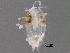  (Rhizoglyphus - BIOUG24685-E07)  @13 [ ] CreativeCommons - Attribution (2016) CBG Photography Group Centre for Biodiversity Genomics