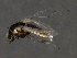  ( - 09PROBE-01598_prey2)  @13 [ ] CreativeCommons - Attribution (2009) Unspecified Centre for Biodiversity Genomics