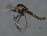  ( - 09PROBE-01599_prey1)  @13 [ ] CreativeCommons - Attribution (2009) Unspecified Centre for Biodiversity Genomics