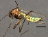  ( - 09PROBE-01600_prey1)  @13 [ ] CreativeCommons - Attribution (2009) Unspecified Centre for Biodiversity Genomics