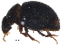  (Cercyon connivens - BIOUG23956-F03)  @13 [ ] CreativeCommons - Attribution (2015) CBG Photography Group Centre for Biodiversity Genomics
