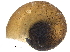  ( - BIOUG36451-A04)  @11 [ ] CreativeCommons - Attribution (2017) CBG Photography Group Centre for Biodiversity Genomics