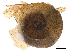 ( - BIOUG36451-C11)  @11 [ ] CreativeCommons - Attribution (2017) CBG Photography Group Centre for Biodiversity Genomics