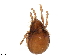  (Hydrozetes parisiensis - BIOUG36456-E08)  @11 [ ] CreativeCommons - Attribution (2018) CBG Photography Group Centre for Biodiversity Genomics