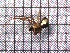  (Argyrodes samoensis - sc_10010)  @12 [ ] CreativeCommons - Attribution Non-Commercial Share-Alike (2014) Sylvain Charlat Laboratoire de Biométrie et Biologie évolutive, CNRS, Université Lyon 1