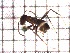 ( - sc_10730)  @11 [ ] CreativeCommons - Attribution Non-Commercial Share-Alike (2014) Sylvain Charlat Laboratoire de Biométrie et Biologie évolutive, CNRS, Université Lyon 1