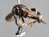  ( - CNC Diptera 224805)  @12 [ ] CreativeCommons - Attribution Non-Commercial Share-Alike (2014) Jeffrey H. Skevington Agriculture and Agri-Food Canada