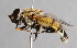  (Helophilus trivittatus - CNC Diptera 224939)  @15 [ ] CreativeCommons - Attribution Non-Commercial Share-Alike (2014) Jeffrey H. Skevington Agriculture and Agri-Food Canada