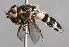  ( - CNC Diptera 224948)  @13 [ ] CreativeCommons - Attribution Non-Commercial Share-Alike (2014) Jeffrey H. Skevington Agriculture and Agri-Food Canada