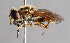  ( - CNC Diptera 224989)  @14 [ ] CreativeCommons - Attribution Non-Commercial Share-Alike (2014) Jeffrey H. Skevington Agriculture and Agri-Food Canada