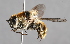  ( - CNC Diptera 225009)  @13 [ ] CreativeCommons - Attribution Non-Commercial Share-Alike (2014) Jeffrey H. Skevington Agriculture and Agri-Food Canada