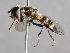  ( - CNC Diptera 225015)  @14 [ ] CreativeCommons - Attribution Non-Commercial Share-Alike (2014) Jeffrey H. Skevington Agriculture and Agri-Food Canada