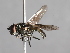  (Cheilosia sibirica - CNC Diptera 225032)  @13 [ ] CreativeCommons - Attribution Non-Commercial Share-Alike (2014) Jeffrey H. Skevington Agriculture and Agri-Food Canada