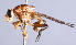  ( - CNC Diptera 225046)  @11 [ ] CreativeCommons - Attribution Non-Commercial Share-Alike (2014) Jeffrey H. Skevington Agriculture and Agri-Food Canada