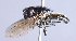  ( - CNC Diptera 225092)  @13 [ ] CreativeCommons - Attribution Non-Commercial Share-Alike (2014) Jeffrey H. Skevington Agriculture and Agri-Food Canada