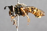  ( - CNC Diptera 225123)  @11 [ ] CreativeCommons - Attribution Non-Commercial Share-Alike (2014) Jeffrey H. Skevington Agriculture and Agri-Food Canada