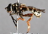  ( - CNC Diptera 226741)  @11 [ ] CreativeCommons - Attribution Non-Commercial Share-Alike (2014) Jeffrey H. Skevington Agriculture and Agri-Food Canada