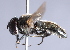  ( - CNC Diptera 226796)  @12 [ ] CreativeCommons - Attribution Non-Commercial Share-Alike (2014) Jeffrey H. Skevington Agriculture and Agri-Food Canada