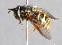 ( - CNC Diptera 226961)  @13 [ ] CreativeCommons - Attribution Non-Commercial Share-Alike (2014) Jeffrey H. Skevington Agriculture and Agri-Food Canada