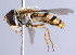  ( - CNC Diptera 227027)  @13 [ ] CreativeCommons - Attribution Non-Commercial Share-Alike (2014) Jeffrey H. Skevington Agriculture and Agri-Food Canada