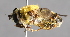  (Mallota eurasiatica - CNC Diptera 227063)  @14 [ ] CreativeCommons - Attribution Non-Commercial Share-Alike (2014) Jeffrey H. Skevington Agriculture and Agri-Food Canada