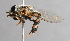  ( - CNC Diptera 227070)  @14 [ ] CreativeCommons - Attribution Non-Commercial Share-Alike (2014) Jeffrey H. Skevington Agriculture and Agri-Food Canada