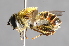  ( - CNC Diptera 227097)  @14 [ ] CreativeCommons - Attribution Non-Commercial Share-Alike (2014) Jeffrey H. Skevington Agriculture and Agri-Food Canada