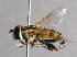  ( - CNC Diptera 227117)  @11 [ ] CreativeCommons - Attribution Non-Commercial Share-Alike (2014) Jeffrey H. Skevington Agriculture and Agri-Food Canada