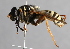  ( - CNC Diptera 227133)  @11 [ ] CreativeCommons - Attribution Non-Commercial Share-Alike (2014) Jeffrey H. Skevington Agriculture and Agri-Food Canada