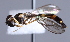 ( - CNC Diptera 229401)  @13 [ ] CreativeCommons - Attribution Non-Commercial Share-Alike (2014) Jeffrey H. Skevington Agriculture and Agri-Food Canada
