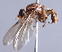 ( - CNC Diptera 229413)  @13 [ ] CreativeCommons - Attribution Non-Commercial Share-Alike (2014) Jeffrey H. Skevington Agriculture and Agri-Food Canada