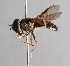  ( - CNC Diptera 229416)  @11 [ ] CreativeCommons - Attribution Non-Commercial Share-Alike (2014) Jeffrey H. Skevington Agriculture and Agri-Food Canada