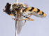  ( - CNC Diptera 229523)  @11 [ ] CreativeCommons - Attribution Non-Commercial Share-Alike (2014) Jeffrey H. Skevington Agriculture and Agri-Food Canada